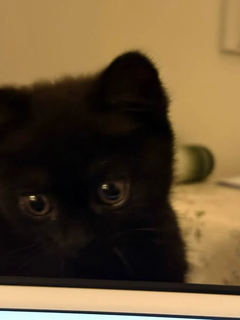 Close black cat peeking over a screen